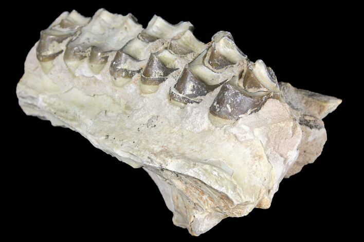 Oreodont (Merycoidodon) Jaw Section - South Dakota #128117